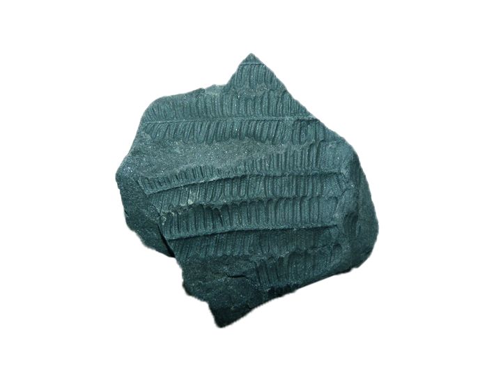 Fossiles véritables : Fougère - schiste houiller (lot de 4)