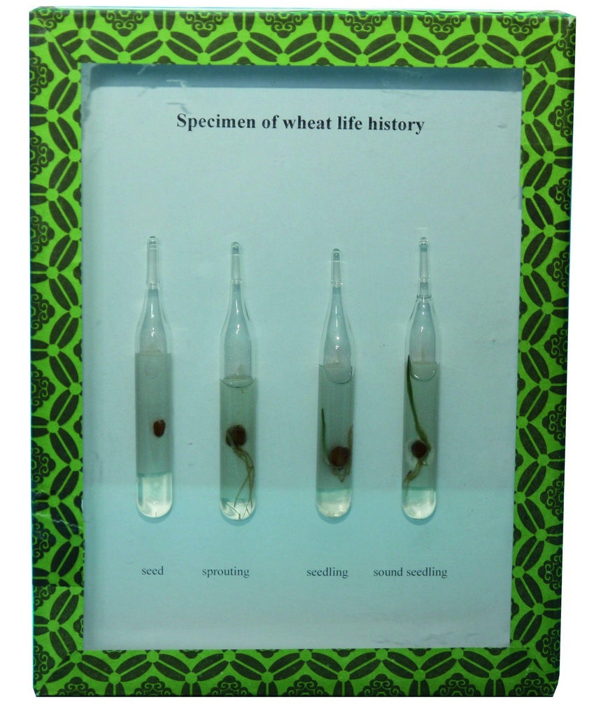 Modèle Cycle de vie du blé