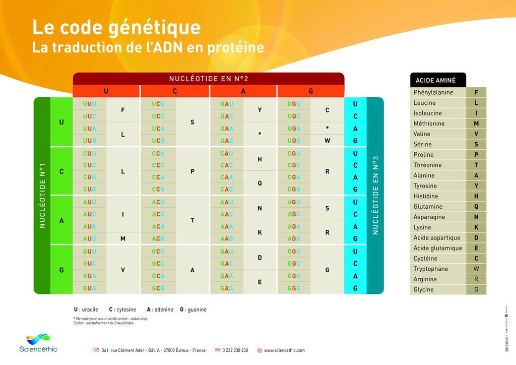 Affiche code génétique
