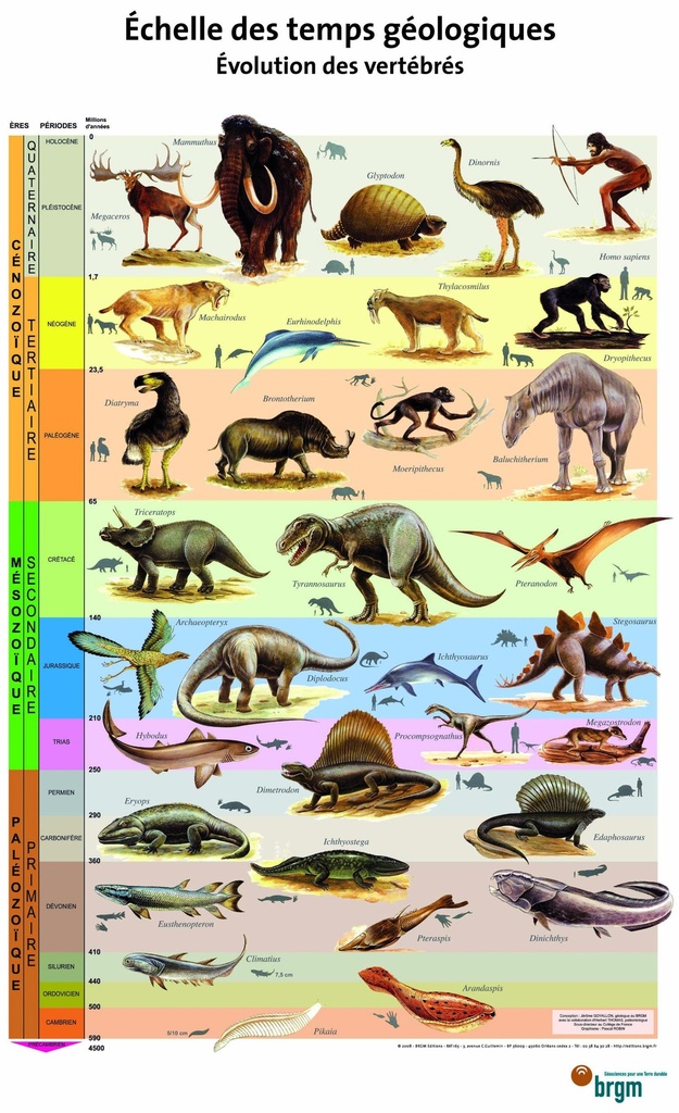 Affiche échelle des temps géologiques : évolution des vertébrés
