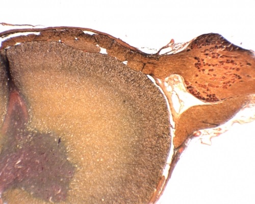 Histologie des vertébrés: Moelle et ganglion rachidien