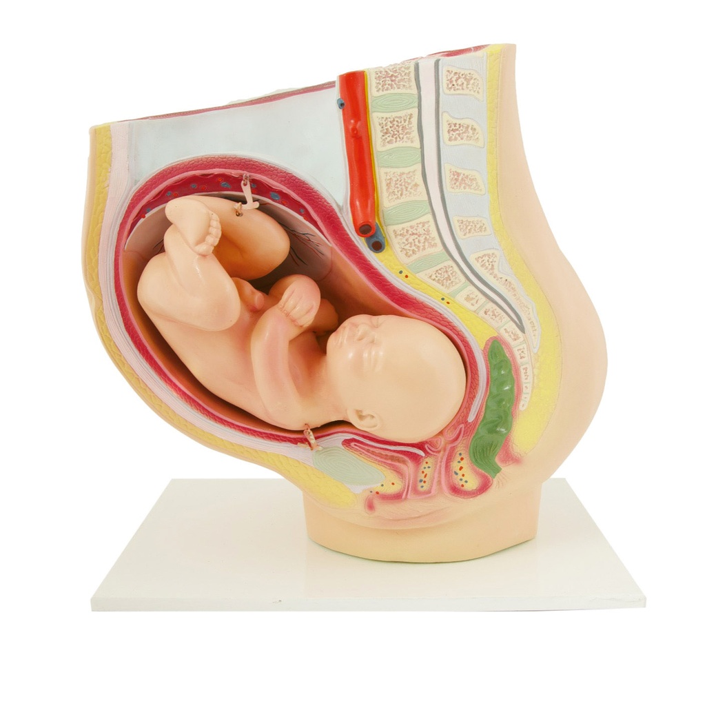 [#020104-S68487] Modèle de bassin de grossesse avec foetus