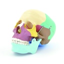 Crâne humain pédagogique en 3 parties