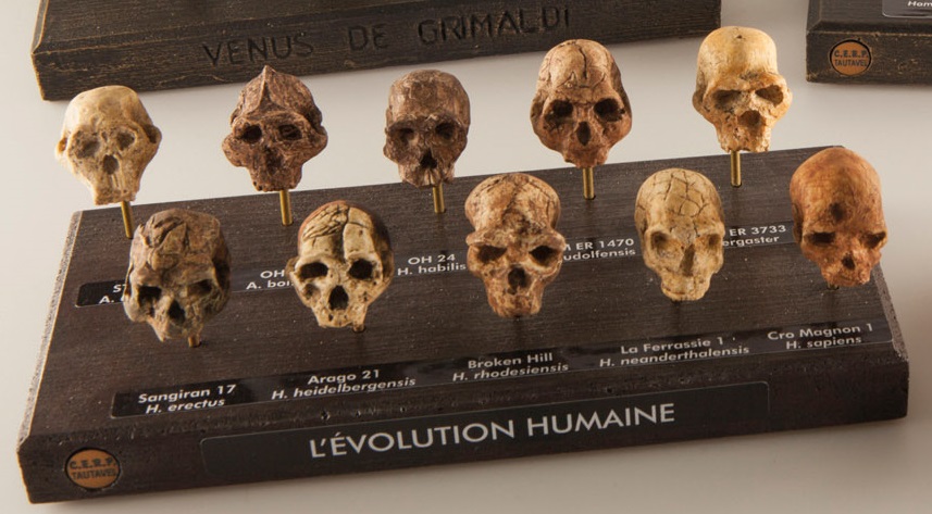 Crânes réduits "l'évolution humaine"