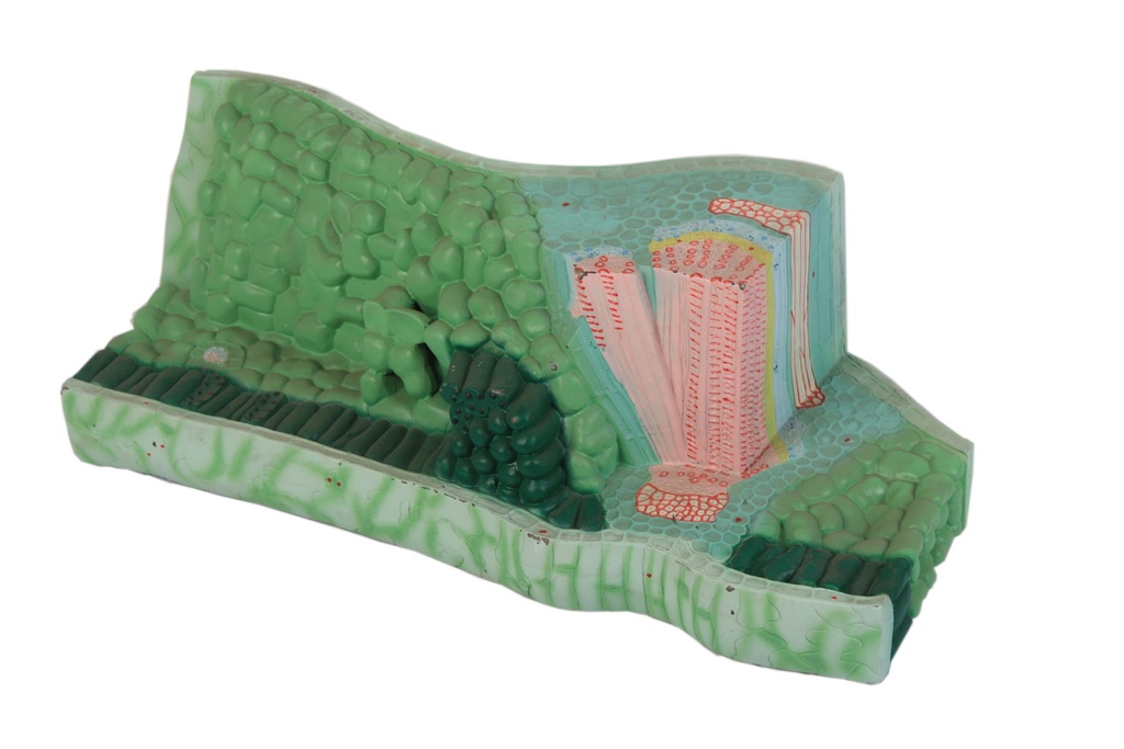 Modèle structure de la feuille