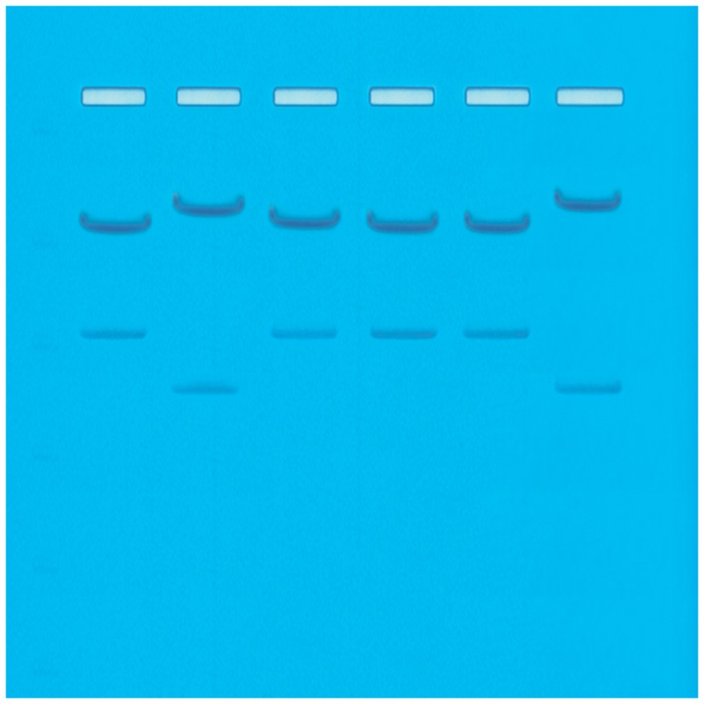 ** Kit de TP - Échantillons d'ADN pour enquête policière pour 12 échantillons 