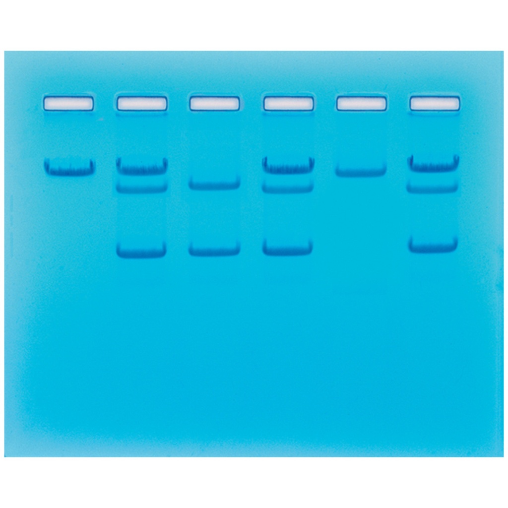 Kit de TP - Échantillon d'ADN pour dépistage d'une maladie génétique pour 12 échantillons 