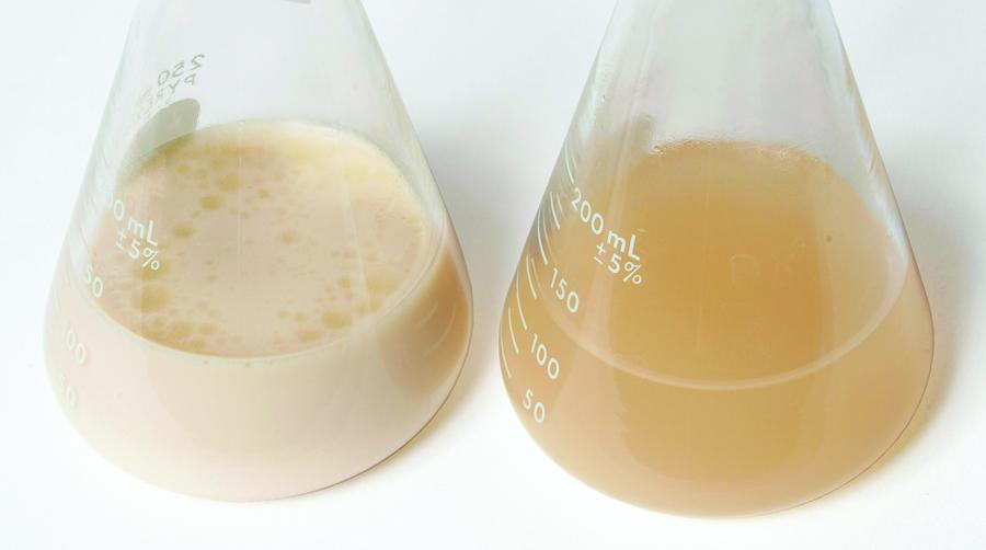 Kit de TP - Bioremédiation par des bactéries mangeuses d'huiles pour 10 groupes 