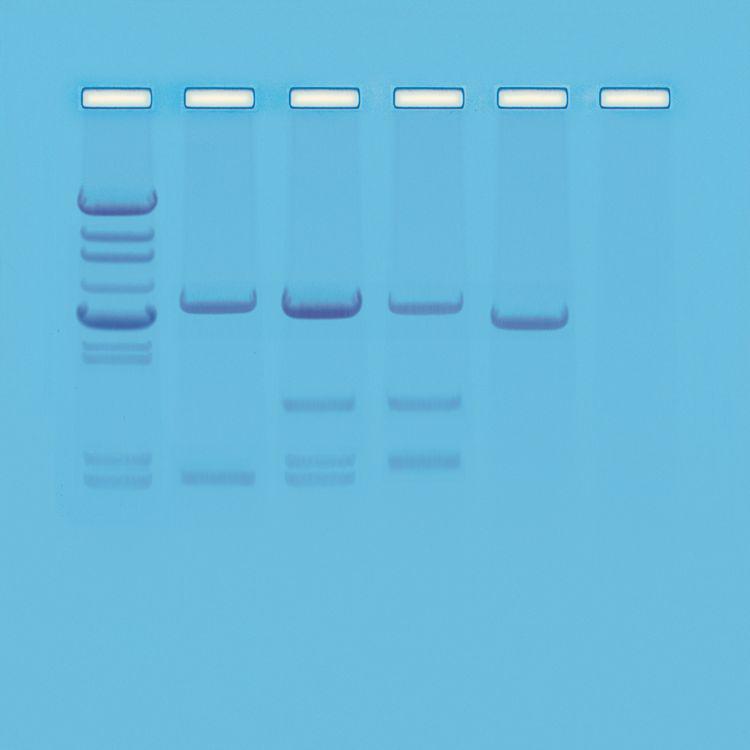 Kit de TP - Test de paternité par analyse génétique 