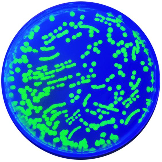 ** Kit de TP - Transformation génétique de la protéine fluorescente verte pour 10 groupes