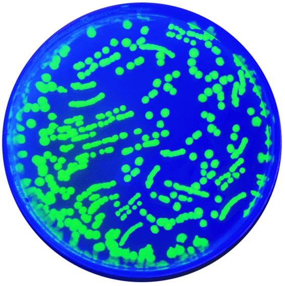 Kit de TP - Transformation génétique de la protéine fluorescente verte pour 10 groupes