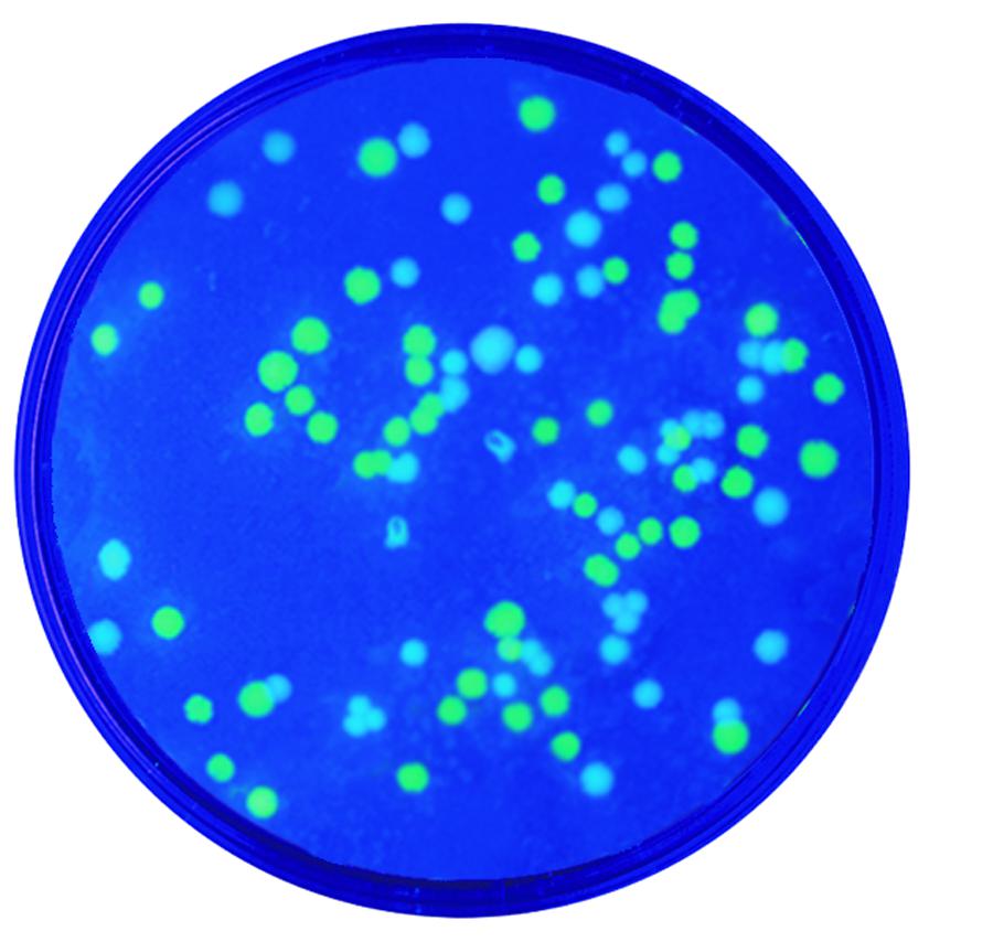 Kit de TP- Transformation génétique des proteines fluorescentes verte et bleue pour 10 groupes