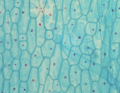 Préparation microscopique : Stomates d'oignon