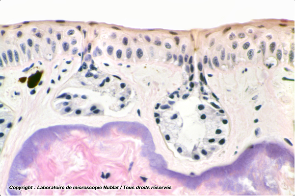 Préparation microscopique Nublat : Peau de Batracien glandes acineuses simples - CT - HE