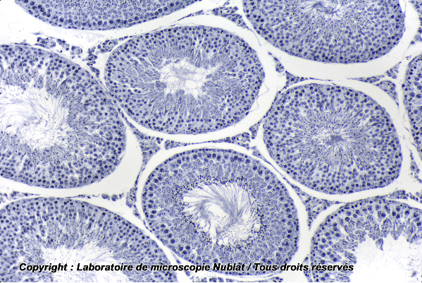 Préparation microscopique Nublat : Testicule Rat - spermatogenèse avec épididyme - CL - HF