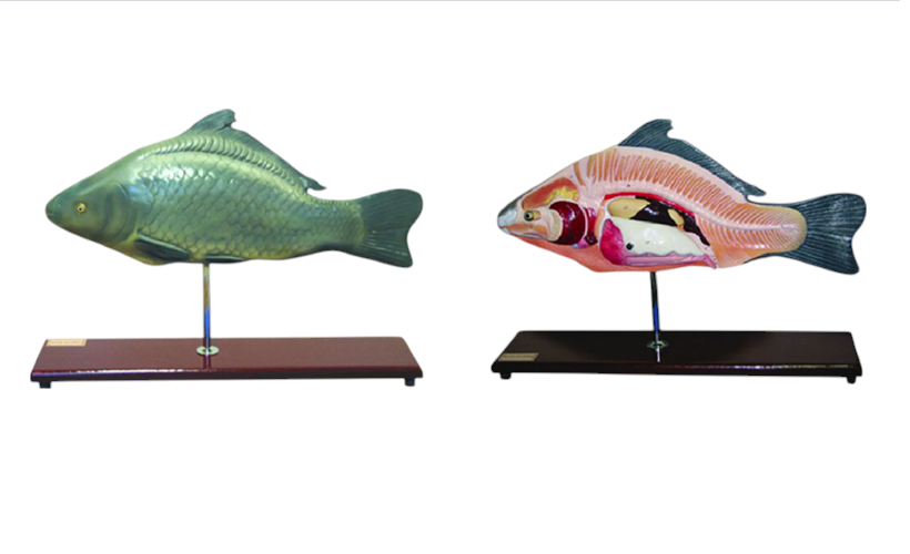 Modèle de poisson