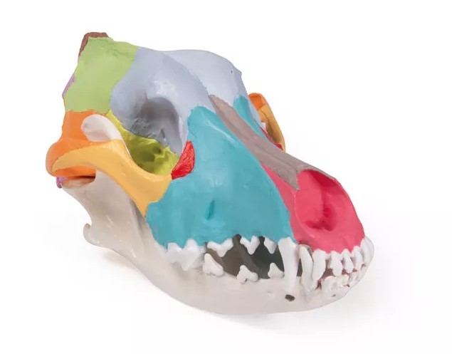 Crâne de chien  avec peinture didactique