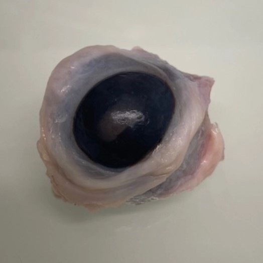 Oeil congelé de veau