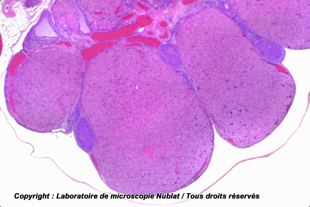 Préparation microscopique Nublat : Ovaire - avec corps jaune - Lapine - CL - HE