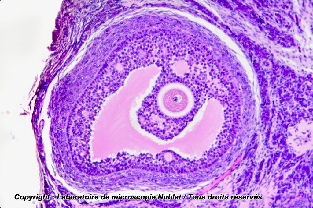 Préparation microscopique Nublat : Ovaire en ovogenèse -foll de De Graaf - Lapine - CL - HE