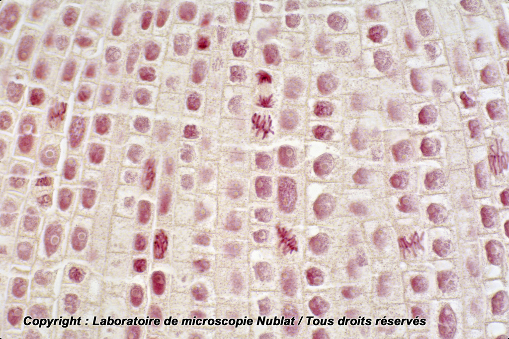 Mitoses - méristème racinaire terminal - Jacinthe - Nublat
