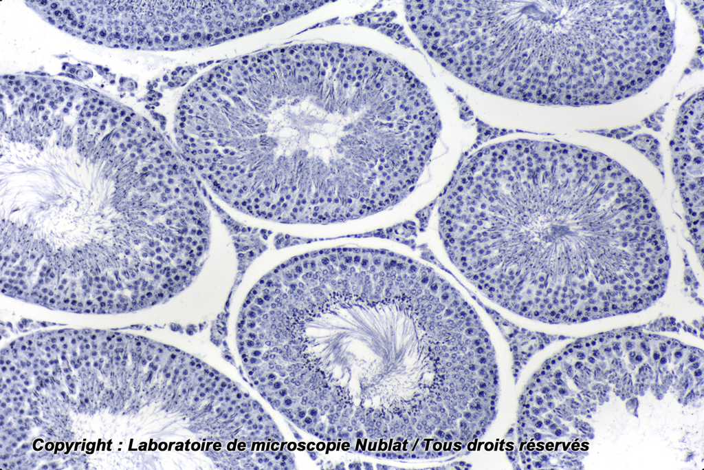 Testicule - Rat - spermatogenèse avec épididyme - Nublat