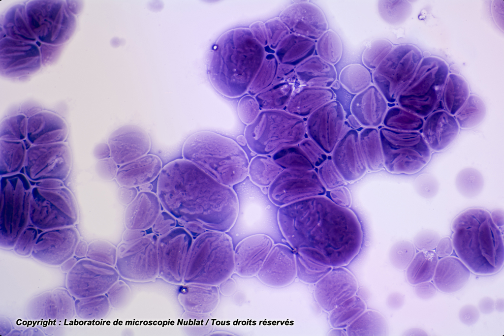 [027545] Digestion in vitro du gr. d’amidon par  l’amylase - Nublat
