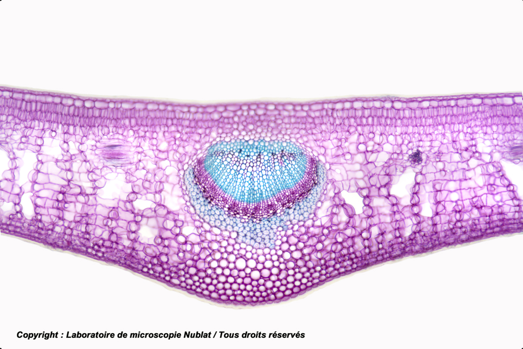 [027845] Feuille de dicotylédone - Houx - structure bifaciale - Nublat