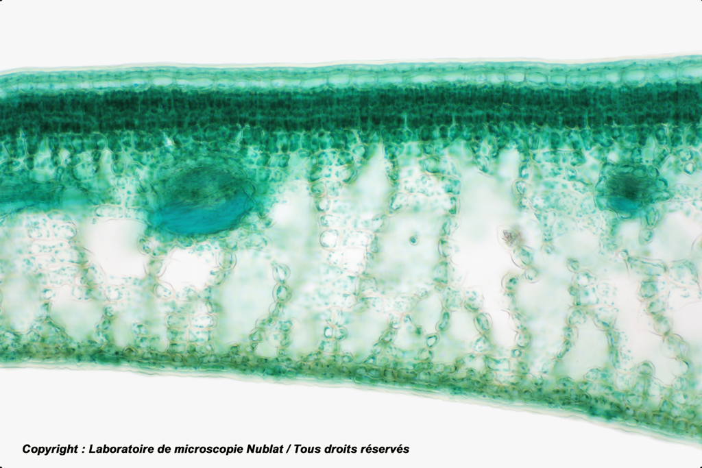 Parenchymes chlorophylliens - feuille de Houx - Nublat