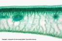 Parenchymes chlorophylliens - feuille de Houx - CT - VL - Nublat