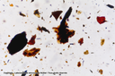 Houille : restes organiques / combustibles fossiles - Nublat