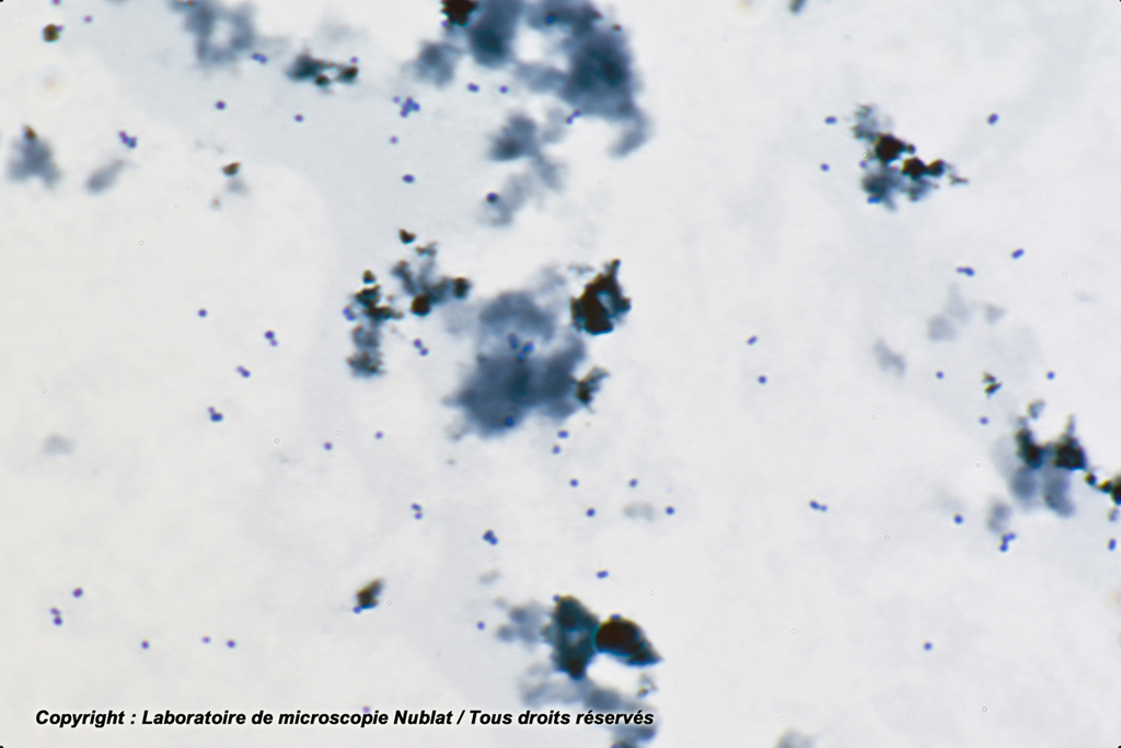 Staphylocoques - GR - Nublat