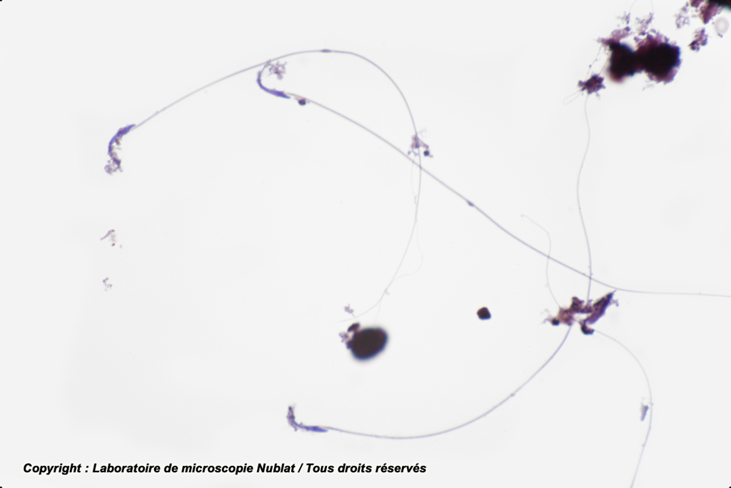Spermatozoïdes - Rat - Nublat