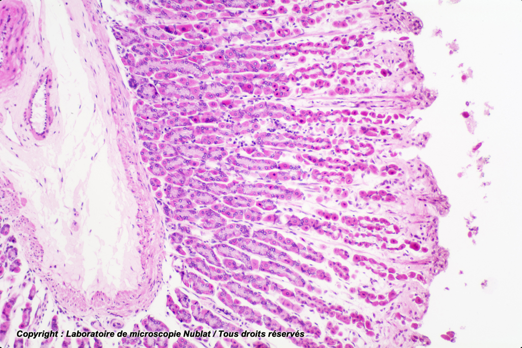 Estomac - glandes gastriques et muscle lisse - Nublat