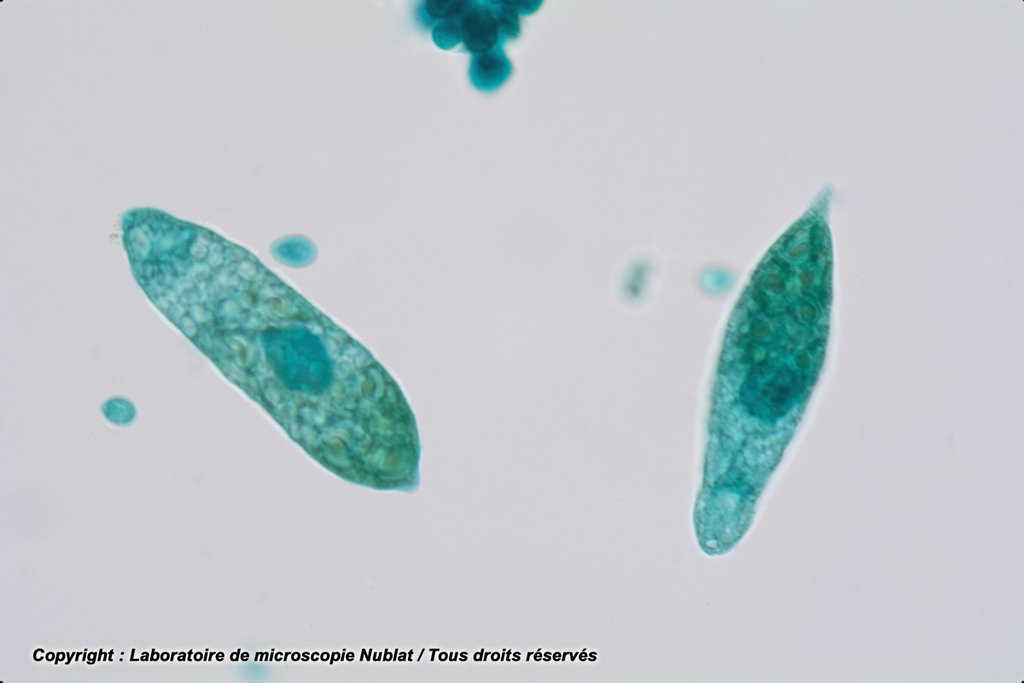 [027936] Phytoflagellés : Euglènes - VL - Nublat