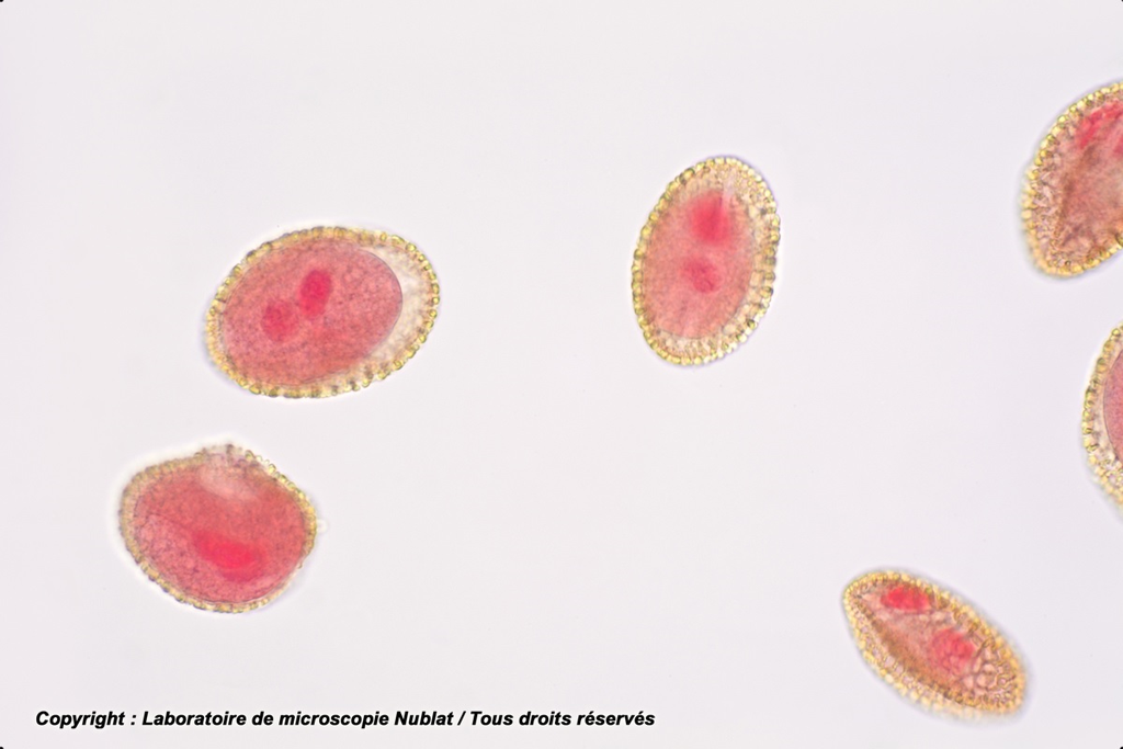 Pollen de Lis - Nublat