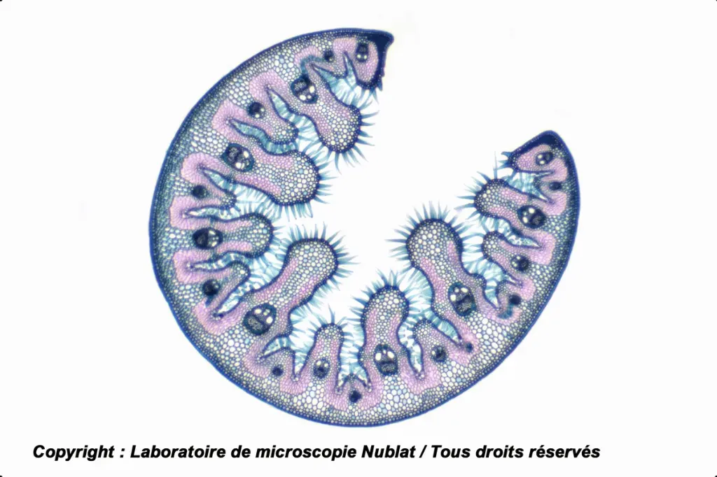 Feuille d’Oyat - adaptation à la vie xérophytique - Préparation microscopique Nublat