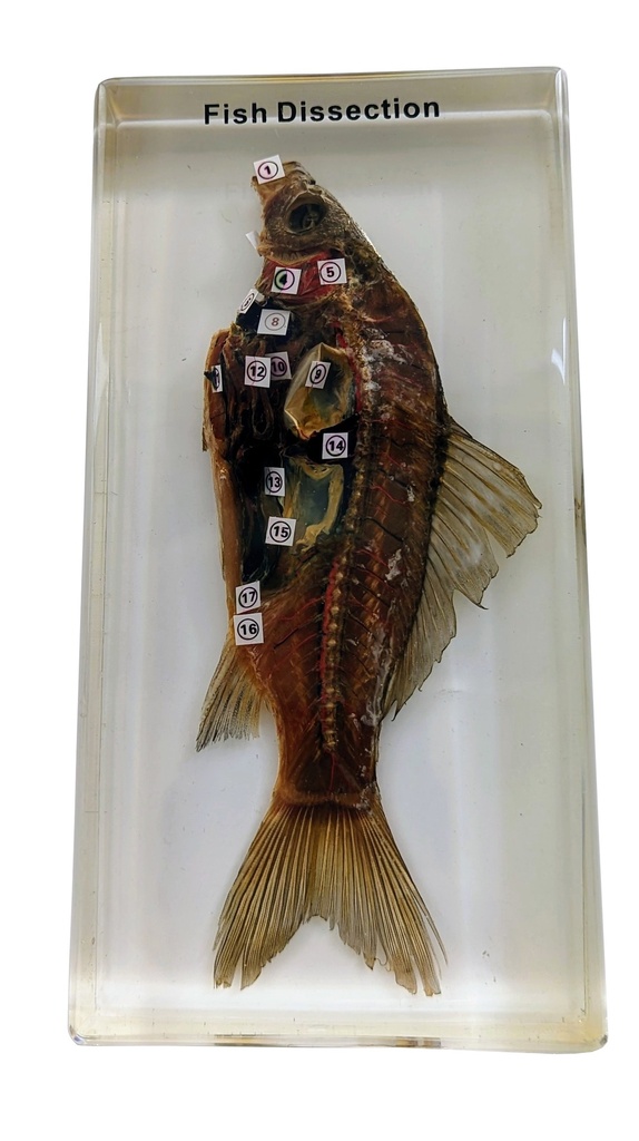 [#028044-S68295] Animal disséqué en inclusion résine (Poisson ou Rat ou Crapaud) (Poisson - 190 x 32 x 100 mm)
