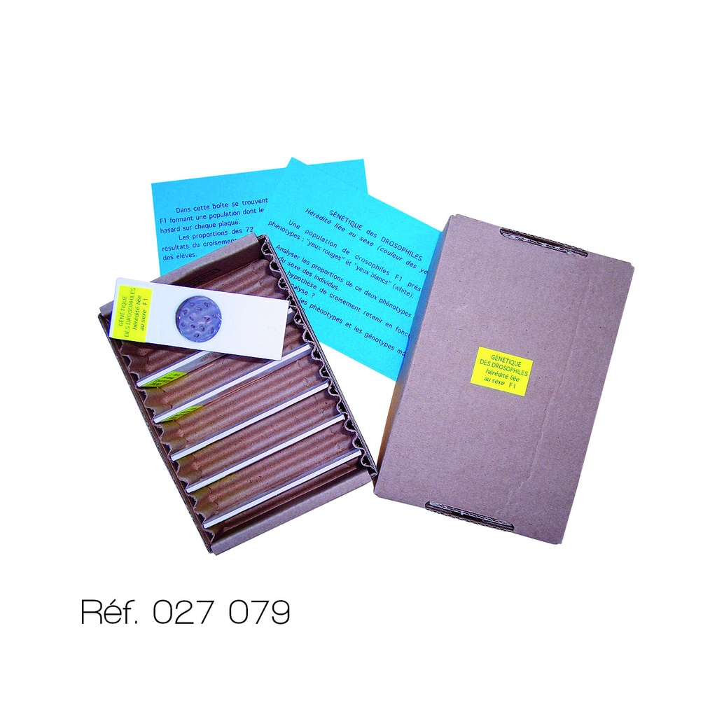 [027079-S63952] Coffret génétique des drosophiles (Monohybridisme (forme des ailes))