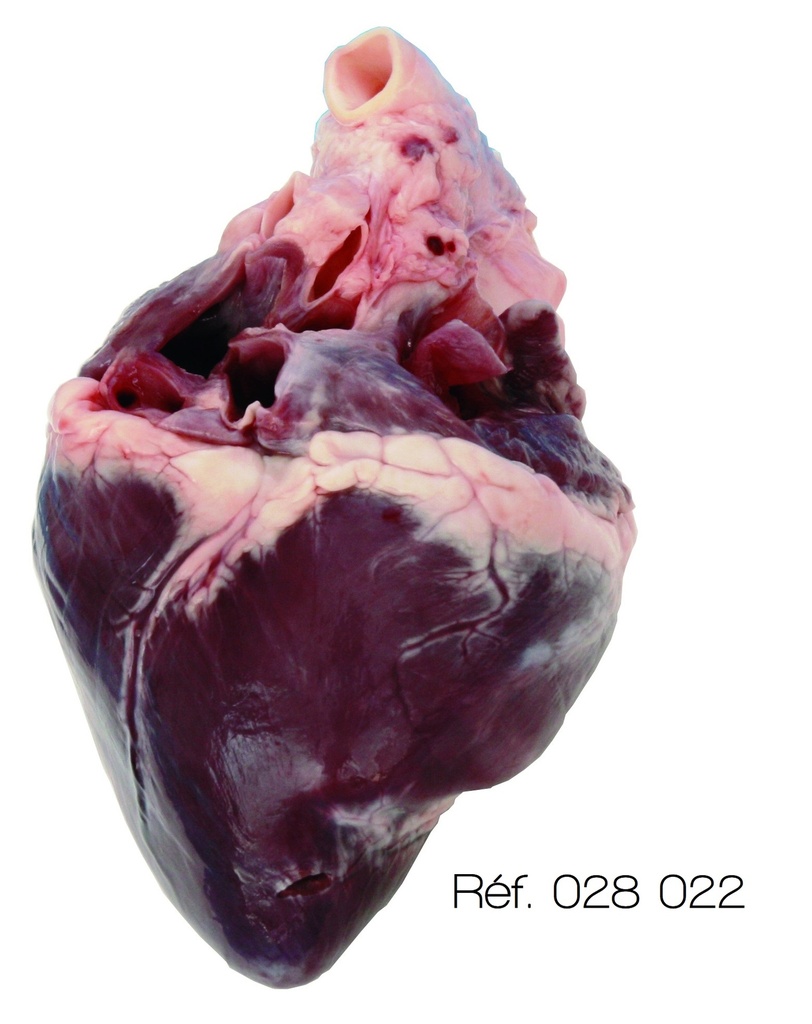 Organes d'animaux congelés - Cœur Cervelle ou Œil