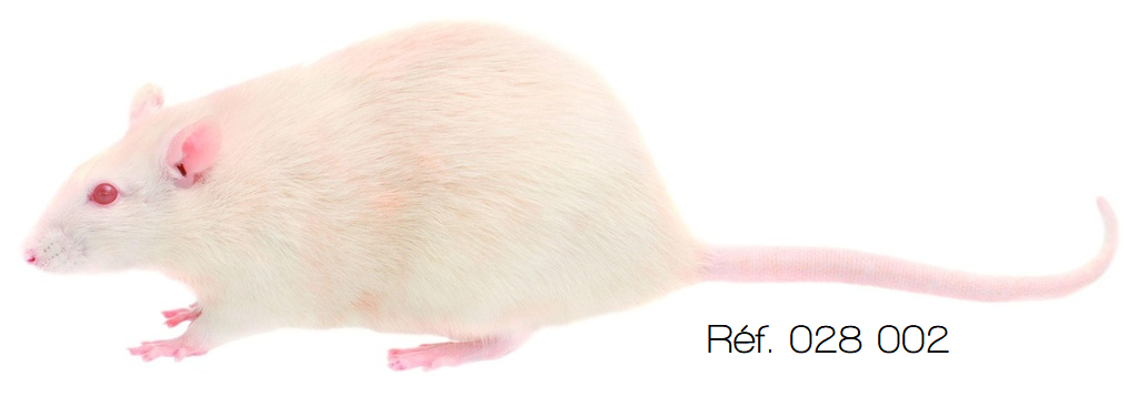 [028002-D66401] Dissection - Souris congelée (Femelle)