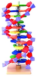 [012007] Modèle ADN petit modèle - 12 bases