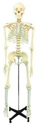 [020002] Squelette humain - 168 cm