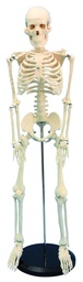[020003] Squelette humain - 85 cm