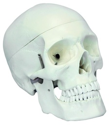 [020004-S68415] Crâne humain adulte