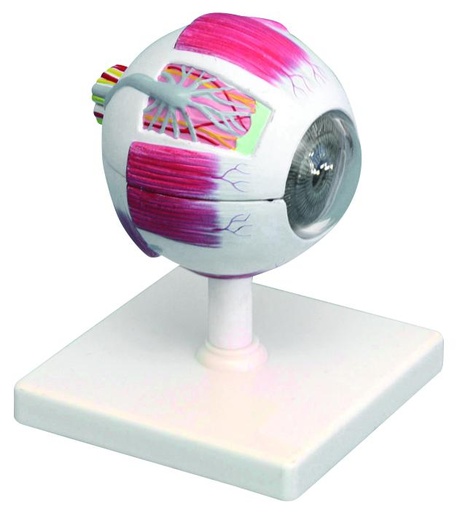 [020005-S61473] Modèle d'œil démontable