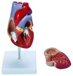 [020006] Modèle de cœur humain taille réelle
