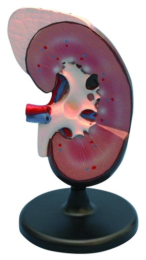 [020007-S03634] Modèle de rein humain