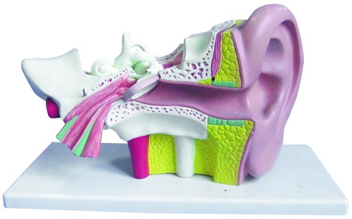 [020010-S68463] Modèle d'oreille humaine agrandie 3x