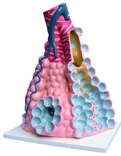 [020011] Modèle d'alvéole pulmonaire